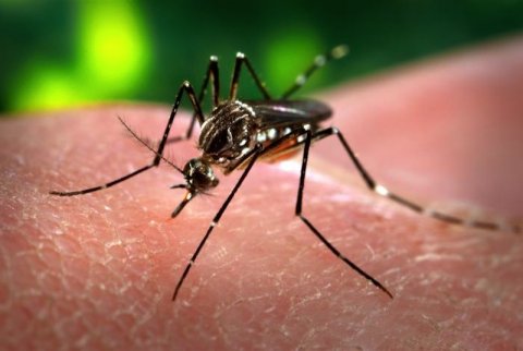 La fiebre chikungunya se transmite por una picadura de mosquito Aedes aegipty o Aedes albopictus. (Foto: Reuters)