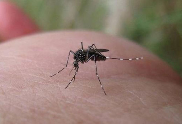 El mosquito Aedes aegypti es el principal transmisor del virus. (Foto: AP)