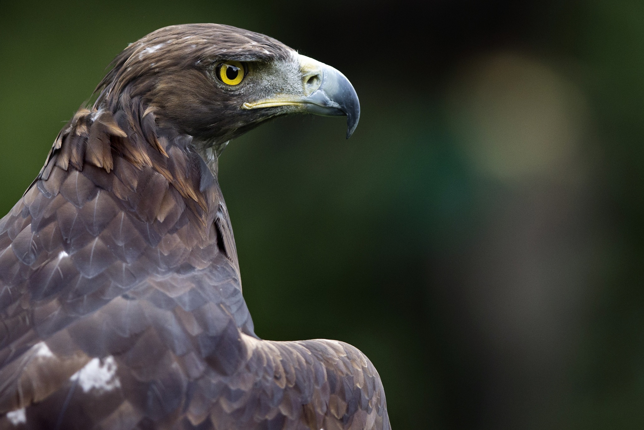 Mexico S National Bird Faces Extinction News Telesur English