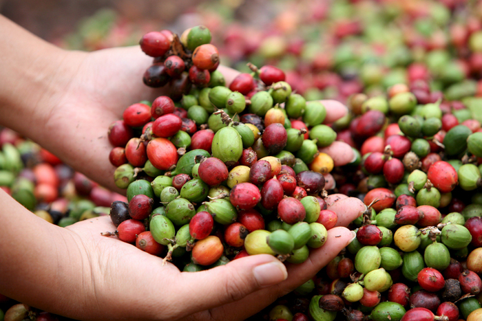 FAO advierte sobre daños del consumo excesivo del café a través de portal web (EFE)