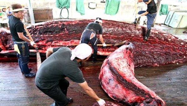 Imagen que muestra cómo es el proceso de la caza de ballenas en Japón. (Foto: Archivo)