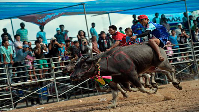 El tradicional festival agricultor culmina el 10 de octubre (Foto:AP)