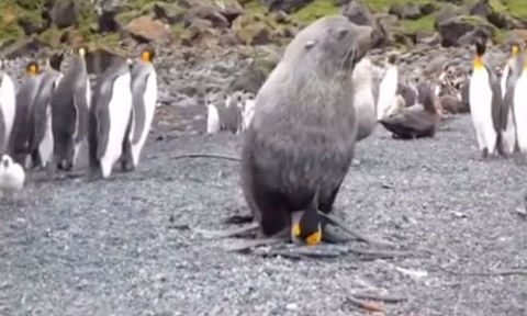 Naturaleza asombrosa: Lobos marinos se aparean con pingüinos | Noticias |  teleSUR