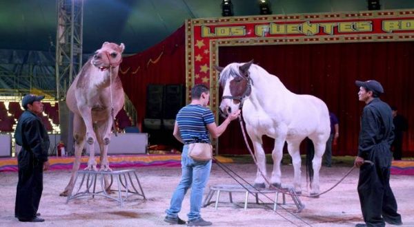 Insolito En Mexico Sacrificaran Unos 4 Mil Animales De Circo Noticias Telesur