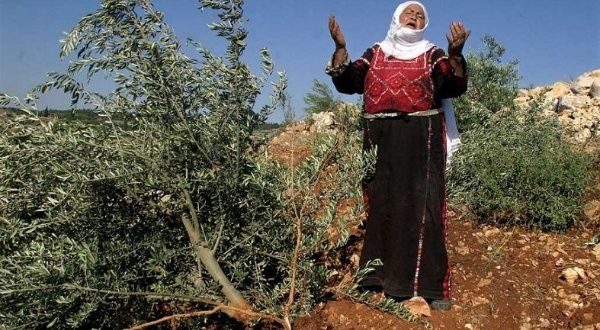 Palestinian Farmers: Like Olive Trees' Roots, We Resist, News