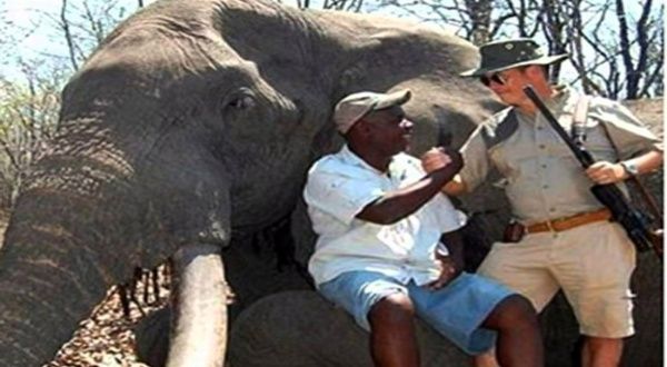 Matan al elefante más viejo de Zimbabue | Noticias | teleSUR