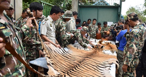 Tiger Temple Thailand: 40 dead cubs stuffed in freezer in temple west of  Bangkok