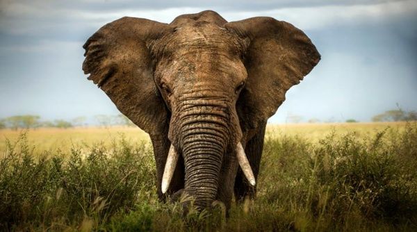 El Elefante Africano Esta En Peligro De Extincion Noticias Telesur