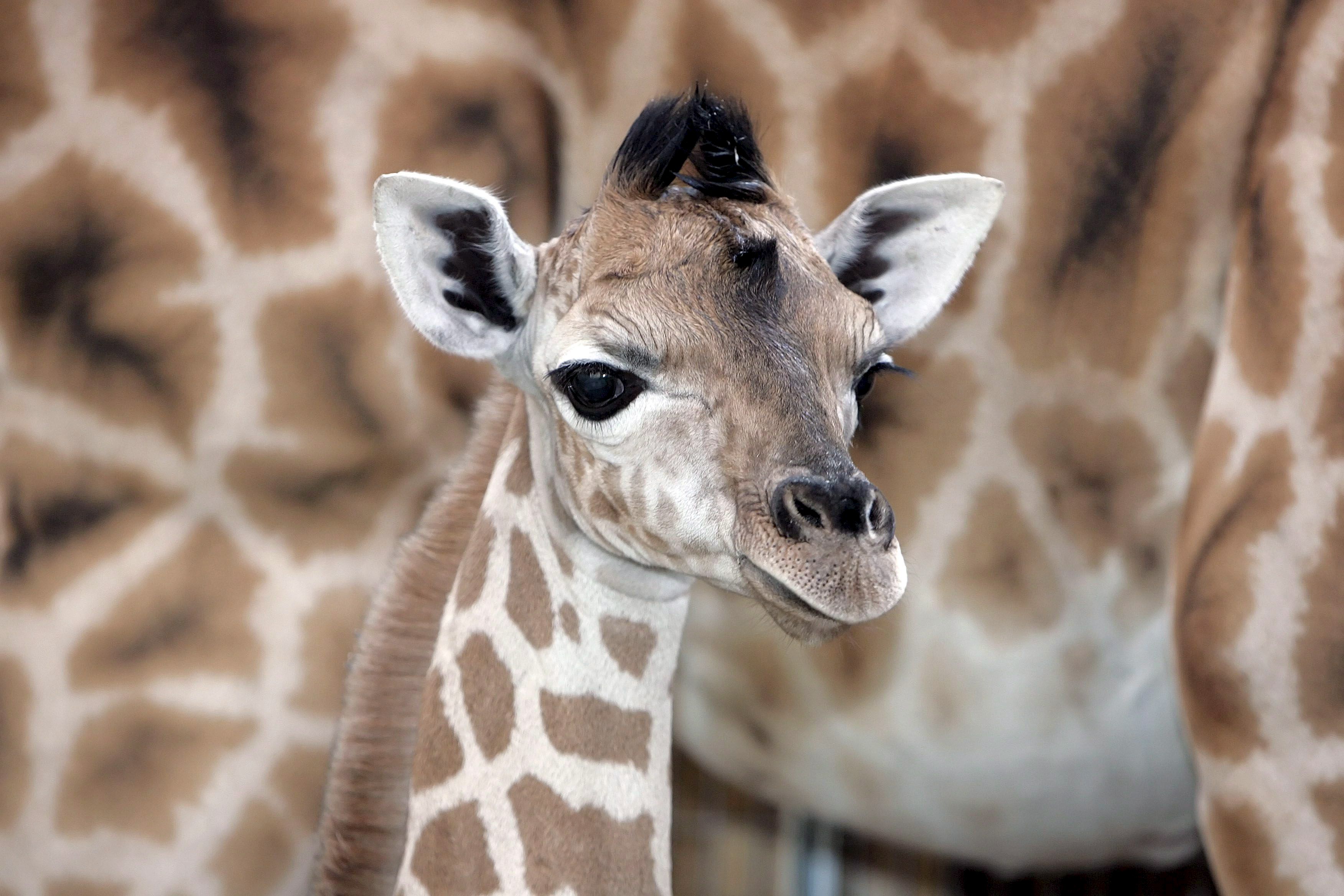 El cuello de las jirafas puede medir más de cuatro metros de altura.