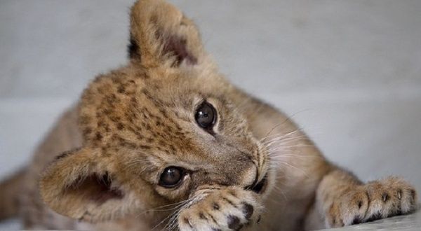 Gaza Zookeeper Puts Lion Cubs Up For Sale News Telesur English