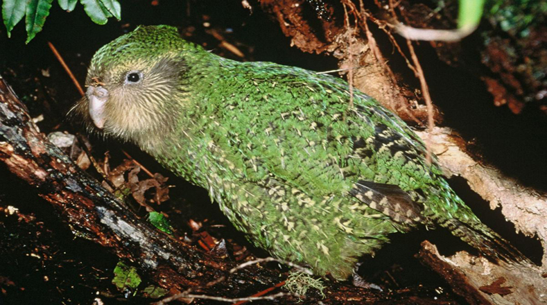 El caso del Kakapo es uno de los más impactantes en el mundo porque a pesar de ser un ave que se propagó por gran parte de Nueva Zelanda, hoy en día sufre el riesgo de desaparecer al contar con tan sólo 125 en existencia a causa de la deforestación en ese territorio, razón por la que sólo sobrevive en tres islas pequeñas aledañas a su territorio natural. 