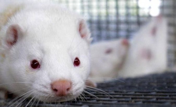 Norway to Shut Down All Mink and Fox Fur Factories By 2025