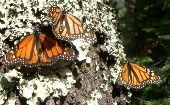 Los frentes fríos, los ciclones y las heladas interfieren en el libre tránsito de la mariposa monarca.