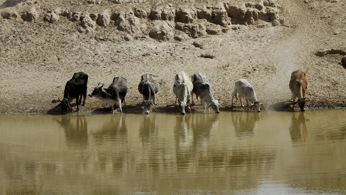 La contaminación del agua en Balochistán fue causada por los animales de los pobladores.