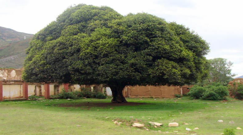 La Quina es el árbol nacional de Perú, pero también se puede apreciar en países como Ecuador, Colombia, Venezuela y Bolivia.