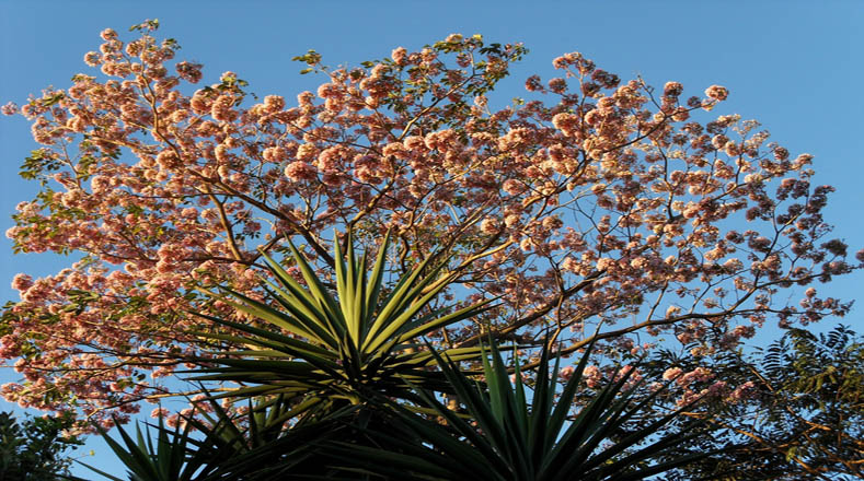 Uno de sus principales atractivos del Maquilishuat es su espectacular floración, que cada inicio de año luce su vistosidad en carreteras, parques y en todo lugar que se le permita existir.