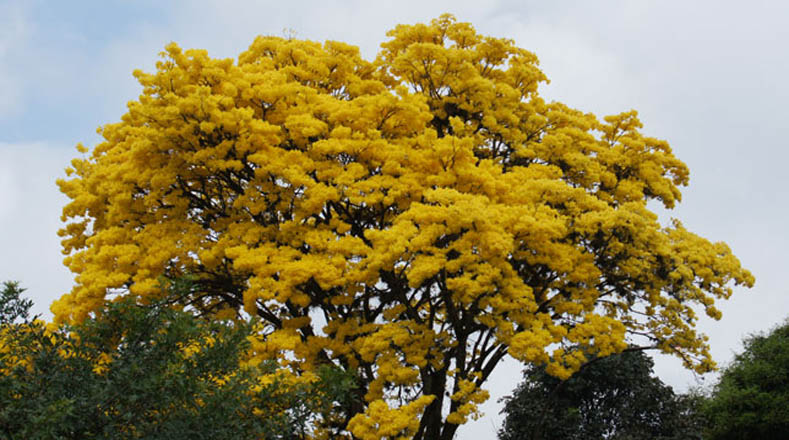 El Araguyaney es el árbol autóctono de Venezuela. Se caracteriza por sus coloridas flores amarillas.