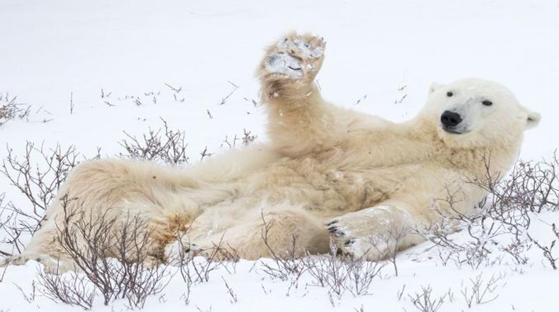 Oso salundando: Un oso polar levanta su pata en lo que parece ser un saludo amistoso.