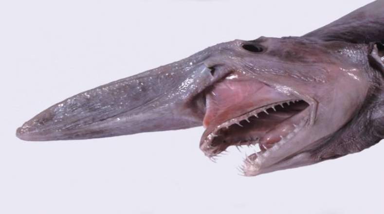 El Tiburón Duende, de 118 millones de años, puede llegar a medir hasta 6 metros, y su mandíbula funciona como la de Alien: se desplaza hacia adelante cuando ataca. ¡Qué miedo! ¿No quieres toparte con él? Entonces no nades por el oceano Atlántico, Pacífico o Índico. 