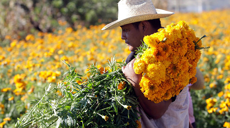 Floricultores mexicanos cultivan cempasúchil para Día de Muertos |  Multimedia | teleSUR