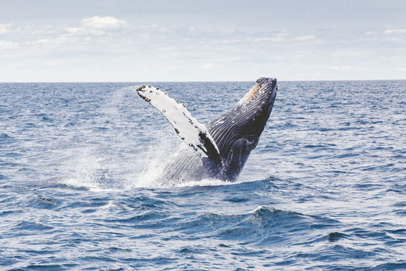 Japón caza unas 600 mil ballenas al año en el océano Austral y en el norte del Pacifico.