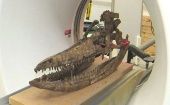 El cráneo del reptil marino fue encontrado en un campo agrícola británico hace más de 60 años