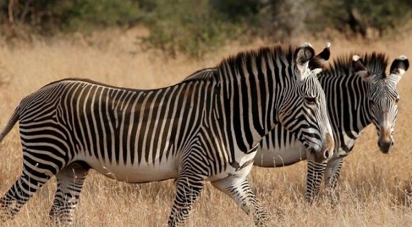 Zebra' tribal bodypaint cuts fly bites 10-fold: study