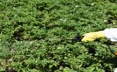 La nación suramericana entró en debate por la posible renovación del permiso para fumigar y eliminar cultivos ilícitos con glifosato. 