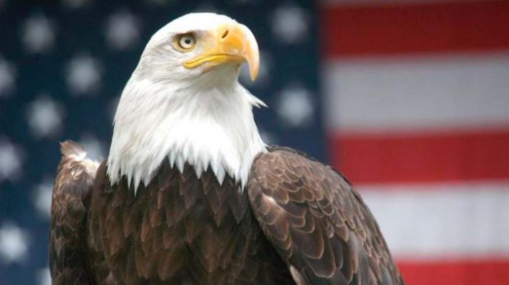 El águila de naturaleza inalterable | Opinion | teleSUR