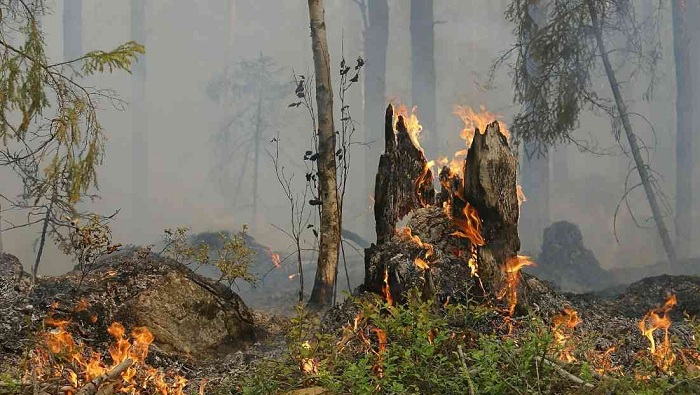 El triste paisaje de la Amazonía tras el paso de las llamas.