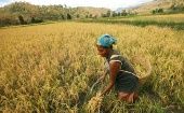 El director general de la FAO, QU Dongyu, afirmó que las mujeres rurales son "agentes activos del cambio económico y social".