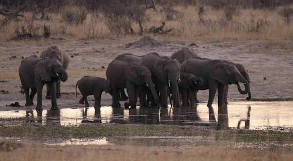 Elephants Dying of Hunger, Thirst in Drought-Hit Zimbabwe | News