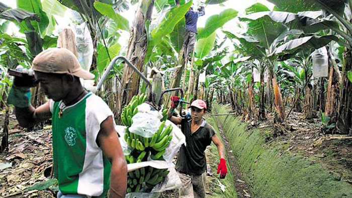 Los bananeros representan una parte importante de la población trabajadora de Panamá que contribuye con el desarrollo económico de la nación.