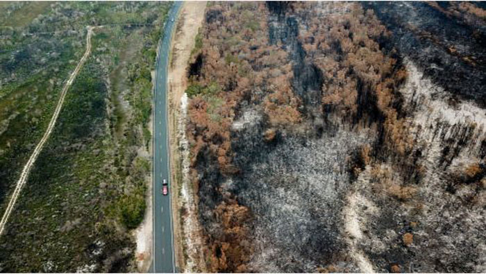 Los incendios en Australia han atentando contra la vida de mil millones de animales, entre ellos, canguros como la madre de Abigail.