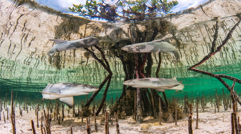 Tomada en Eleuthera, Islas Bahamas, la artista Anita Kainrath logró mostrar el hábitat de cachorros de tiburón limón en los manglares, donde pueden vivir de cinco a ocho años. De acuerdo con el jurado, su perseverancia valió la pena al entregar una imagen “bellamente equilibrada y observada".