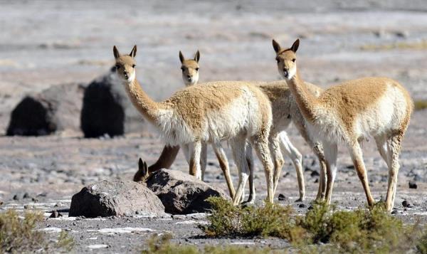 El vicugna es un mamífero que habita en el altiplano andino. Y en Perú, es animal que simboliza la fauna nacional. 