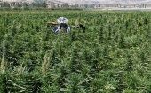 Es ilegal producir, vender o usar cannabis en el territorio libanés.