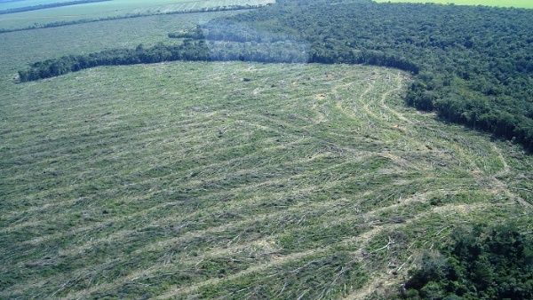 La zona devastada, equivalente a 2.032 kilómetros cuadrados, es un 34 por ciento mayor que las cifras del año 2019.