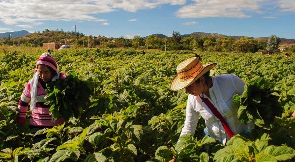 Comiendo papa con arcilla en una comunidad indígena cerca de