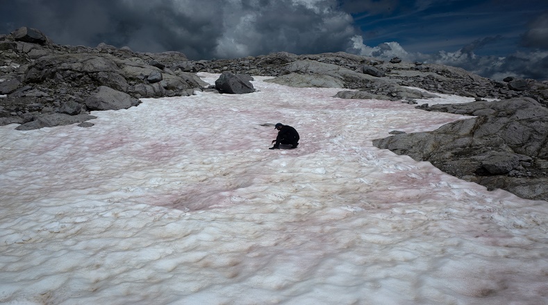 El científico Biagio Di Mauro que investiga en Suiza la nieve rosa cree que el mencionado fenómeno natural se debe a la presencia de las algas Chlamydomonas nivalis.