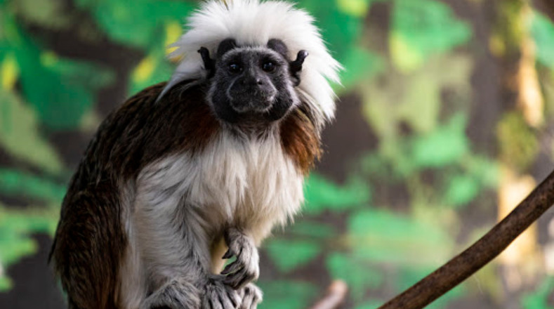 El Tití cabeciblanco (Saguinus oedipus) es un primate emblemático de Colombia. Su población se distribuye en los bosques húmedos tropicales y secos de los departamentos de Atlántico, Bolívar, Sucre y Córdoba, además del Urabá antioqueño. Fue elegido como la mascota de los Juegos Centroamericanos y del Caribe en 2018.
