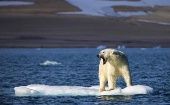 Si las emisiones de gas con efecto invernadero continúan generándose al mismo ritmo que el actual, el futuro de los osos polares es la extinción.