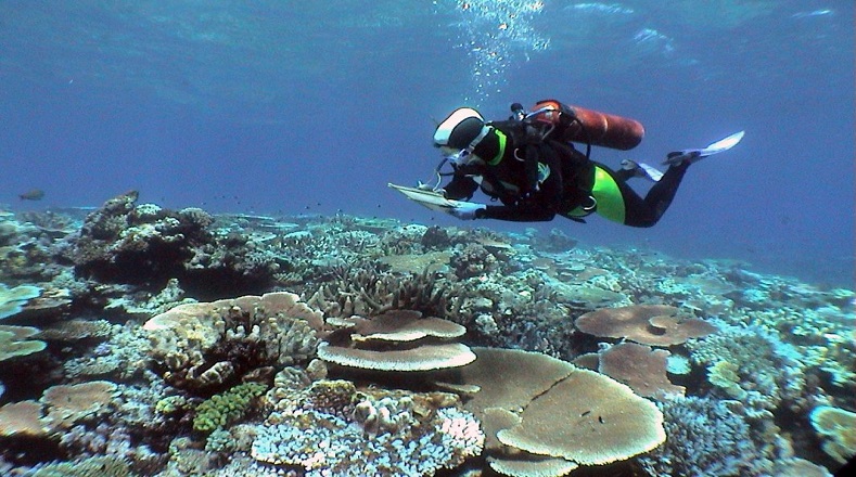 Posee una superficie de alrededor de 344.468 kilómetros cuadrados y alberga más de 1.500 especies de peces, 411 especies de corales duros y docenas de otras más.