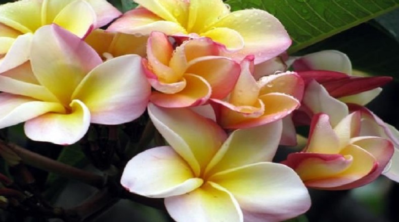 La flor nacional de Nicaragua, el Sanjuacoche, simboliza inmortalidad  y se usa en uniones matrimoniales.