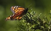 La mariposa monarca y su curioso proceso de migración