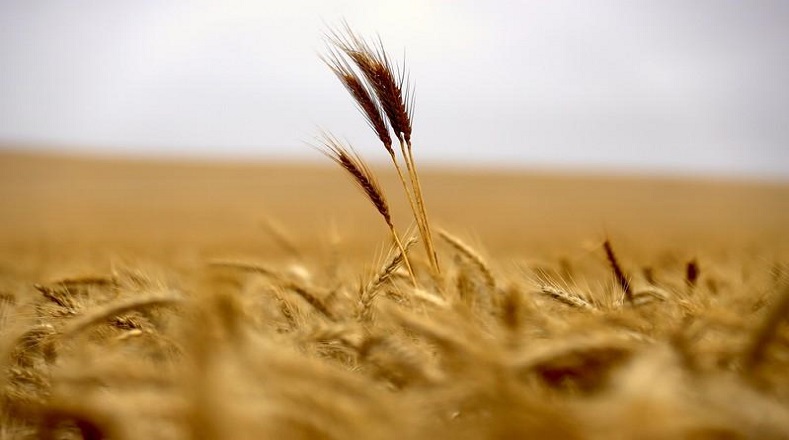 El trigo es una planta de la familia de las gramíneas que tiene amplia presencia en casi todo el mundo. Se le denomina con ese nombre tanto a la planta como a sus semillas comestibles. La parte del trigo destinada al consumo humano es el grano.