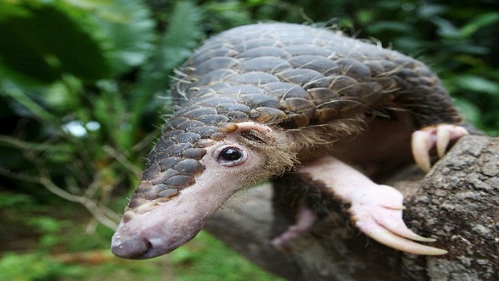 Santuário na Libéria resgata pangolins, mamíferos mais traficados do mundo