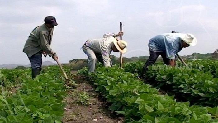 Debido a un notable incremento de la productividad la cosecha de frijol de Nicaragua permite abastecer su demanda interna y exportar al área.