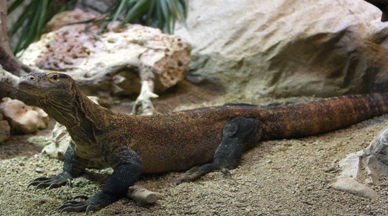 Este reptil tiene la capacidad de ver a 300 metros de distancia y puede rastrear cadáveres a unos diez kilómetros auxiliándose de su aguzado olfato.