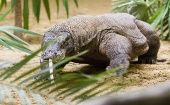 Conoce al dragón de Komodo, el reptil más grande del mundo